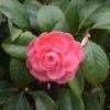 Camellia Japonica