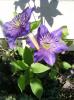 Clematis Multiblue