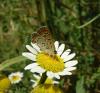 Anthemis Cotula