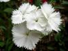 Dianthus