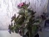 Begonya
