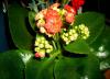 Kalanchoe