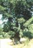 Eldeş köyündeki yaşlı meşe ağacı