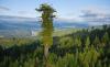 Dünyanın En Uzun Boylu Ağacı Hyperion