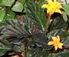 Calathea Crocata