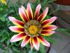 Gazania