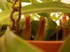 Nepenthes Kesecikleri