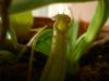 Nepenthes Kesesi