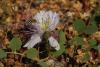 Kapar (capparis Spinosa)