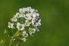 Alyssum