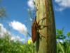 Teke Bcei Cerambycidae