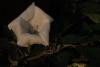 Convolvulaceae Calystegia Sepium