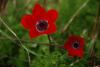 Anemone Coronaria