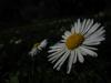 Asteraceae Bellis Hybrida