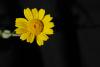 Asteraceae Chrysanthemum Coronarium