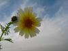 Asteraceae Glebionis Coronaria