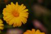 Asteraceae Glebionis Coronaria