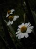 Asteraceae Matricaria Chamomilla