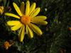 Asteraceae Senecio Aquaticus