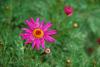 Asteroideae Osteospermum Ecklonis