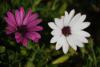 Asteroideae Osteospermum Ecklonis