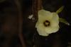 Hibiscus Esculentus Bamya iei