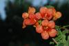 Campsis Radicans