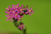 Centaurium Arythraea