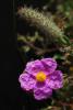 Cistus Creticus  Karagan