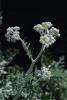 Achillea Civan Percemi