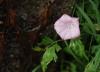 Convolvulus Cantabrica