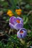 Crocus vernus subsp.