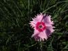 Dianthus Zonatus Yabani Karanfil