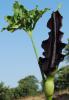 Dracunculus Vulgaris (yilan Yastigi)