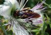 Kapar (capparis Spinosa)