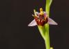 Ophrys Bremifera