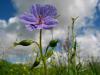 Erodium Gruinum