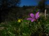 Geranium Robertianum