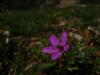 Geranium Robertianum