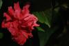 Hibiscus Rosa Sinensis - Japon Gulu - Gul Hatmi
