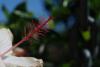 Hibiscus Rosa Sinensis - Japon Gulu - Gul Hatmi