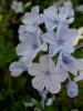 Jasminum Nudiflorum Mavi Yasemin