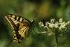 Krlangkuyruk Papilio Machaon