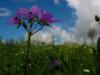 Linaceae Linum