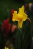 Nergis Narcissus Pseudonarciss