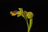 Ophrys Lutea