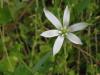 Ornithogalum Oligophyllum &#8211; Akyldz