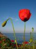 Papaver Rhoeas Gelincikgiller (papaveraceae)