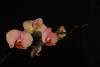 Phalaenopsis - Orkide