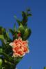 Punica Granatum Nar Çiçeği